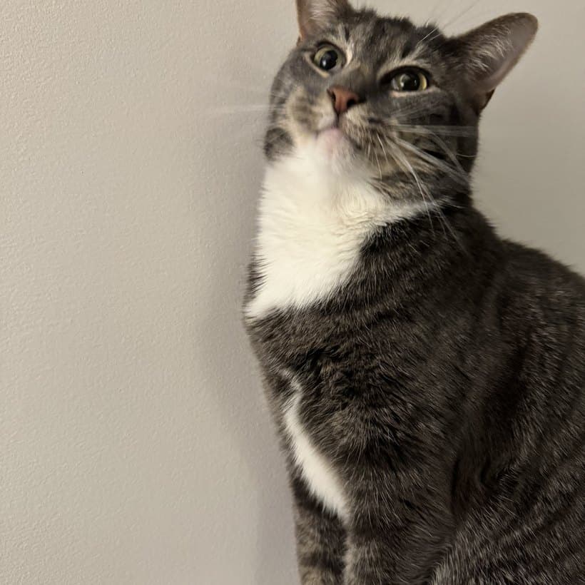 Fortune, a grey tabby-and-white cat