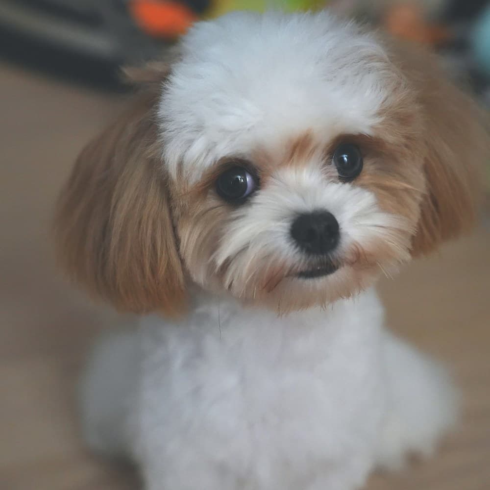 Miumiu, one of the Mizusu family dogs