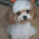 Miumiu