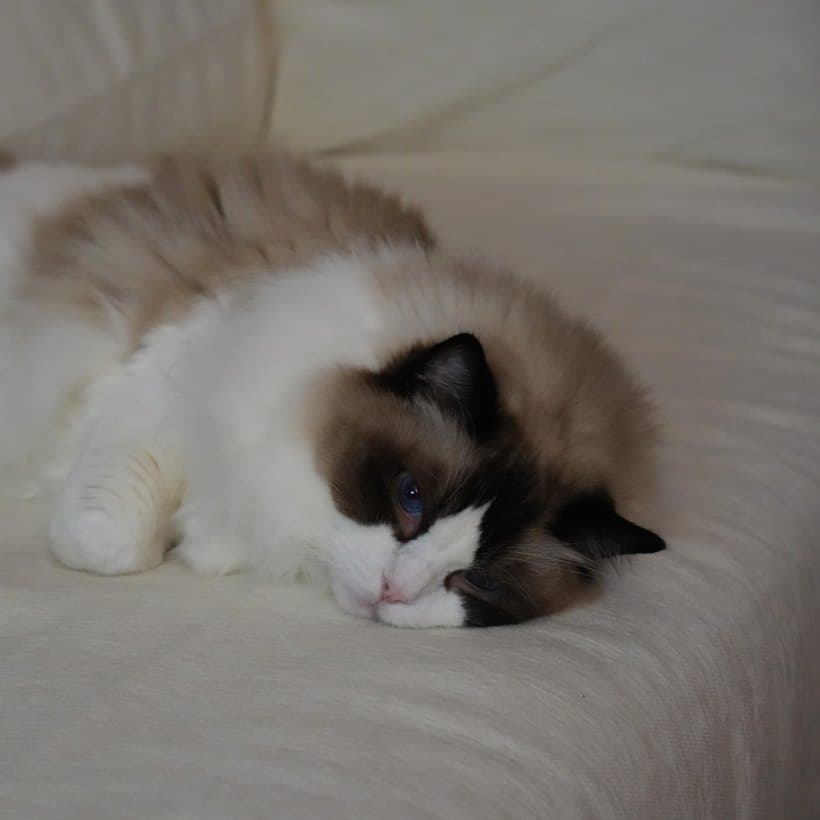 Steam, a ragdoll cat curled up cozy
