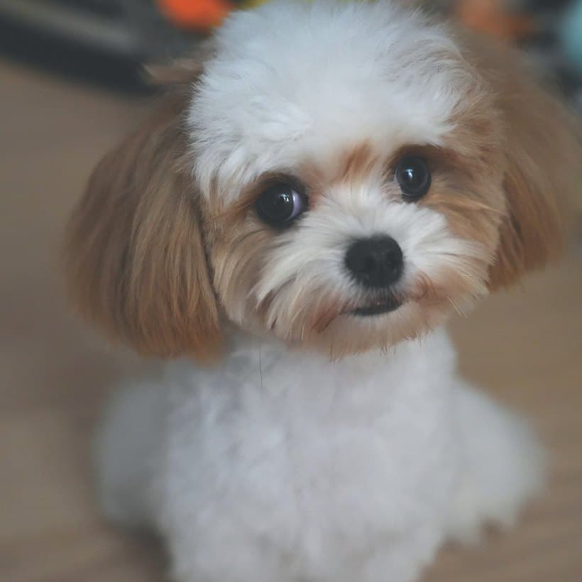 Close-up of Miumiu, a fluffy white dog with tan ears and dark eyes