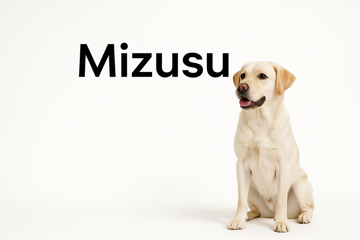 Welcome to Mizusu — Where Modern Pet Care Meets Thoughtful Design